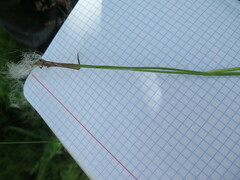 Juncus articulatus limosus