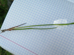 Juncus articulatus limosus