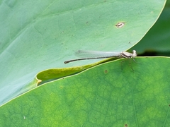 Onychargia atrocyana