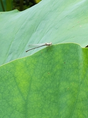 Onychargia atrocyana