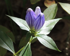 Gentiana decora