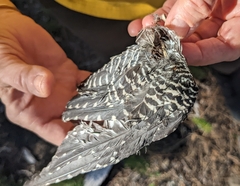 Sphyrapicus thyroideus