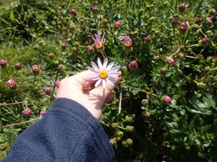 Senecio glastifolius