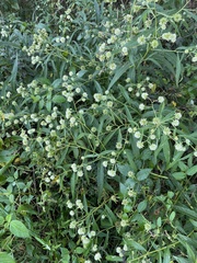 Verbesina walteri