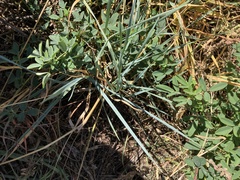 Thinopyrum intermedium