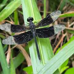 Erythrodiplax funerea