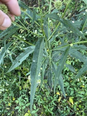 Verbesina walteri