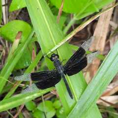 Erythrodiplax funerea