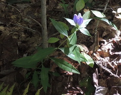 Gentiana decora
