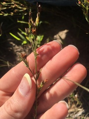Hypericum drummondii