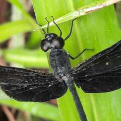 Erythrodiplax funerea