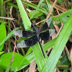 Erythrodiplax funerea