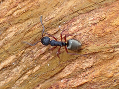 Dolichoderus scabridus