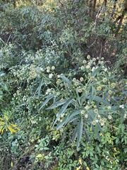 Verbesina walteri