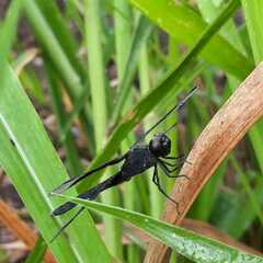 Erythrodiplax funerea