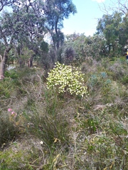 Pimelea leucantha