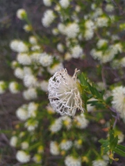 Pimelea leucantha