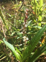 Persicaria glabra