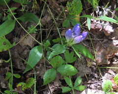 Gentiana decora