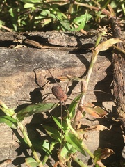 Hadrobunus maculosus