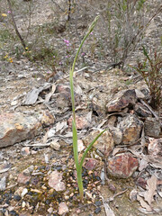 Thelymitra