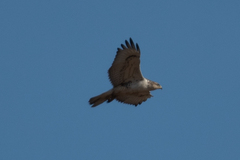 Buteo regalis