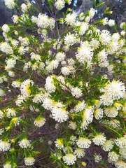 Pimelea leucantha