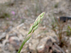Thelymitra