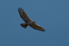 Buteo regalis