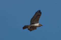 Buteo regalis