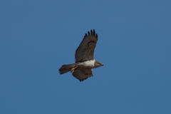 Buteo regalis