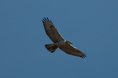 Buteo regalis