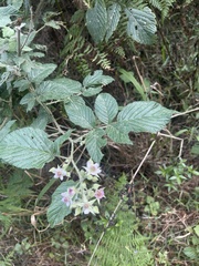 Rubus rigidus