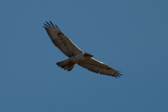 Buteo regalis