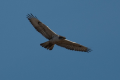 Buteo regalis