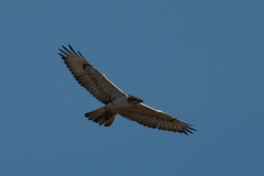 Buteo regalis