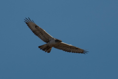 Buteo regalis