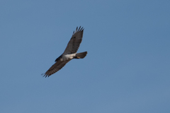 Buteo regalis