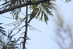 Setophaga occidentalis