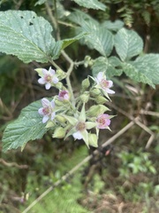 Rubus rigidus