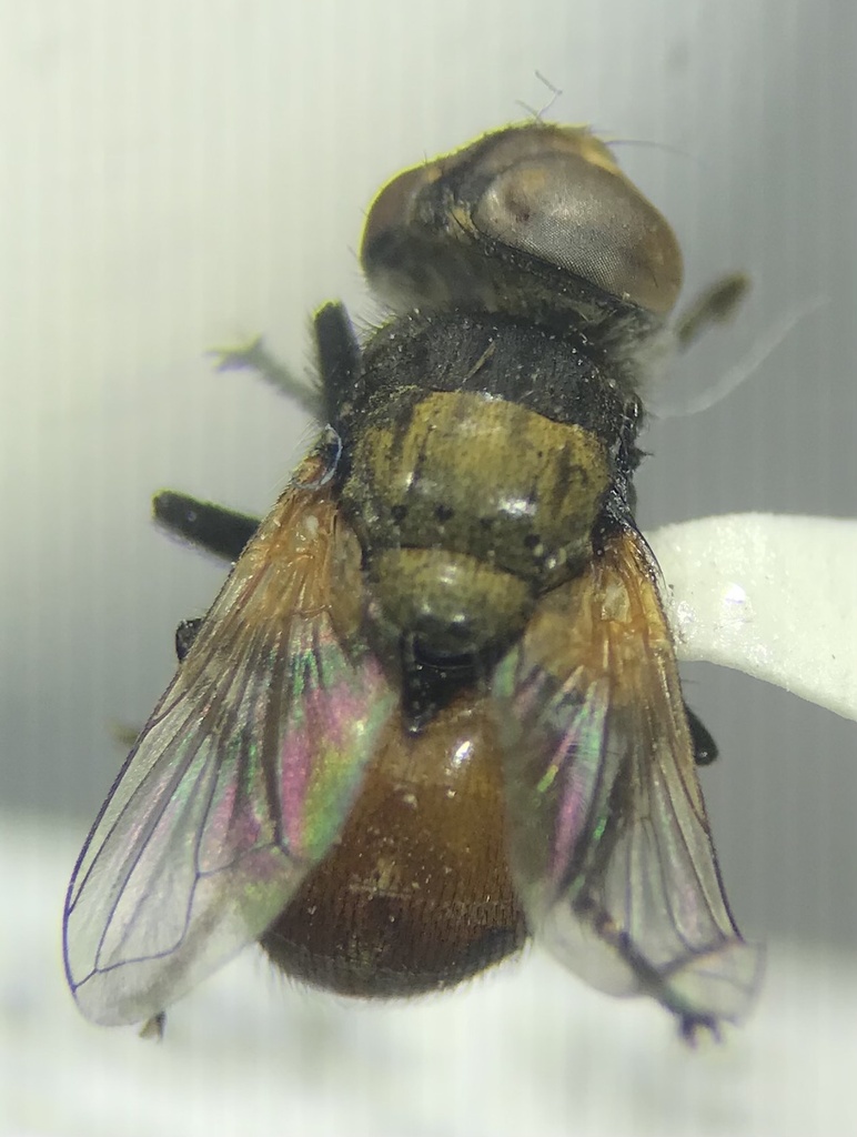 Tachinid Flies from Road 149, Lodgepole, NE, US on June 27, 2022 at 01: ...