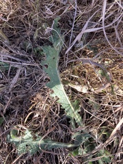 Cirsium vulgare