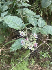 Rubus rigidus