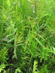 Juncus articulatus limosus