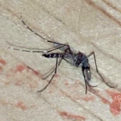 Aedes aegypti