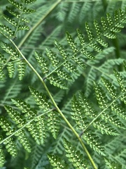 Hypolepis sparsisora