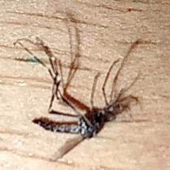 Aedes aegypti