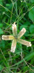 Dactyloctenium aegyptium