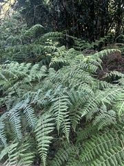 Hypolepis sparsisora