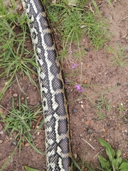 Morelia spilota